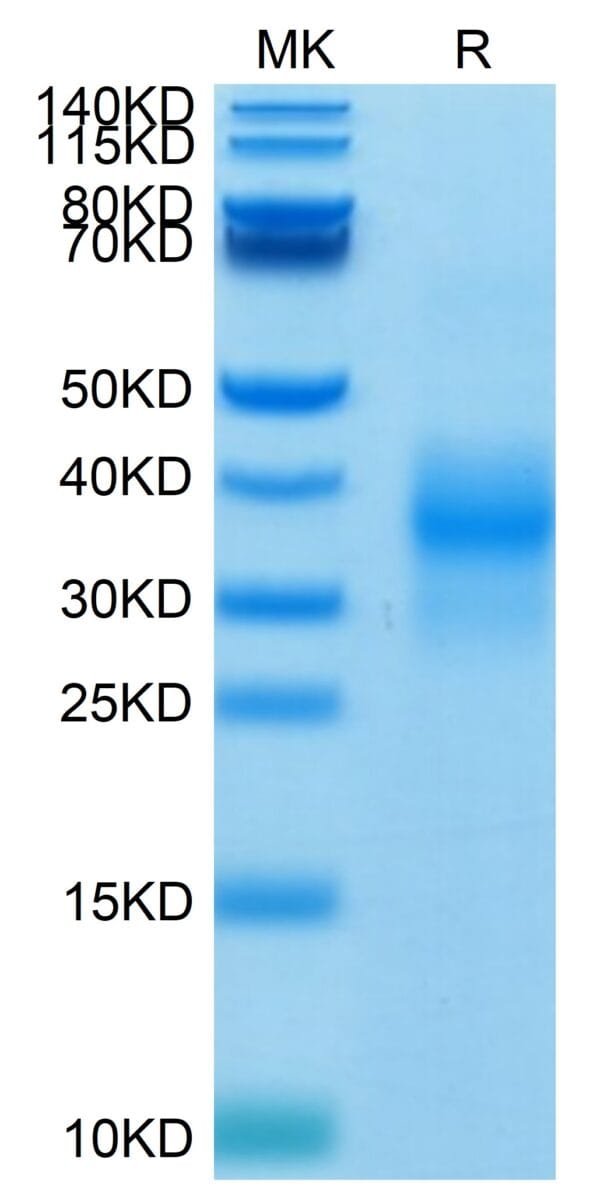 SDS-PAGE gel of Biotinylated Human NKG2D/CD314 Protein 4696