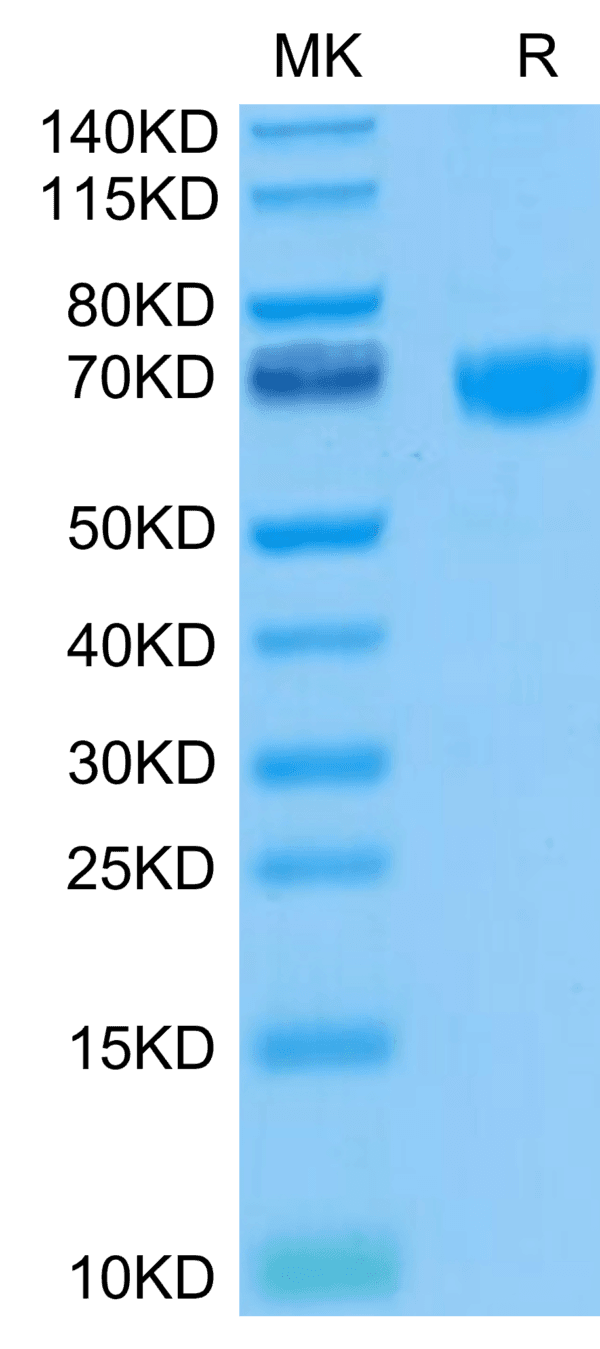 SDS-PAGE gel of Biotinylated Human PD-1/PDCD1 Protein 4697