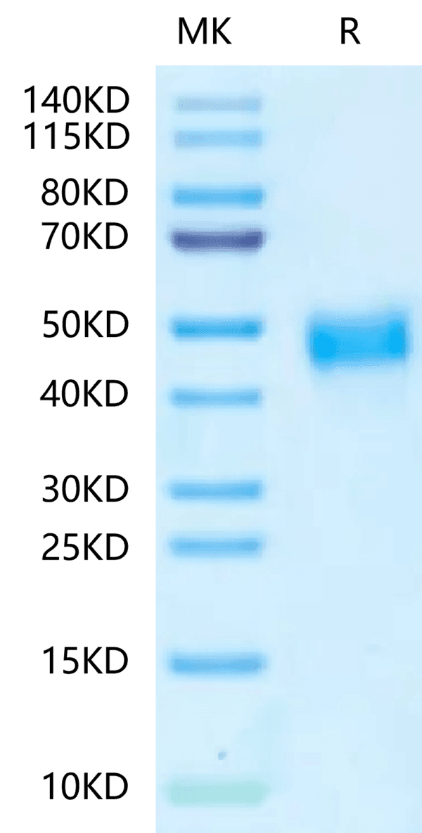 SDS-PAGE gel of Mouse TROP-2/TACSTD2 Protein 4707