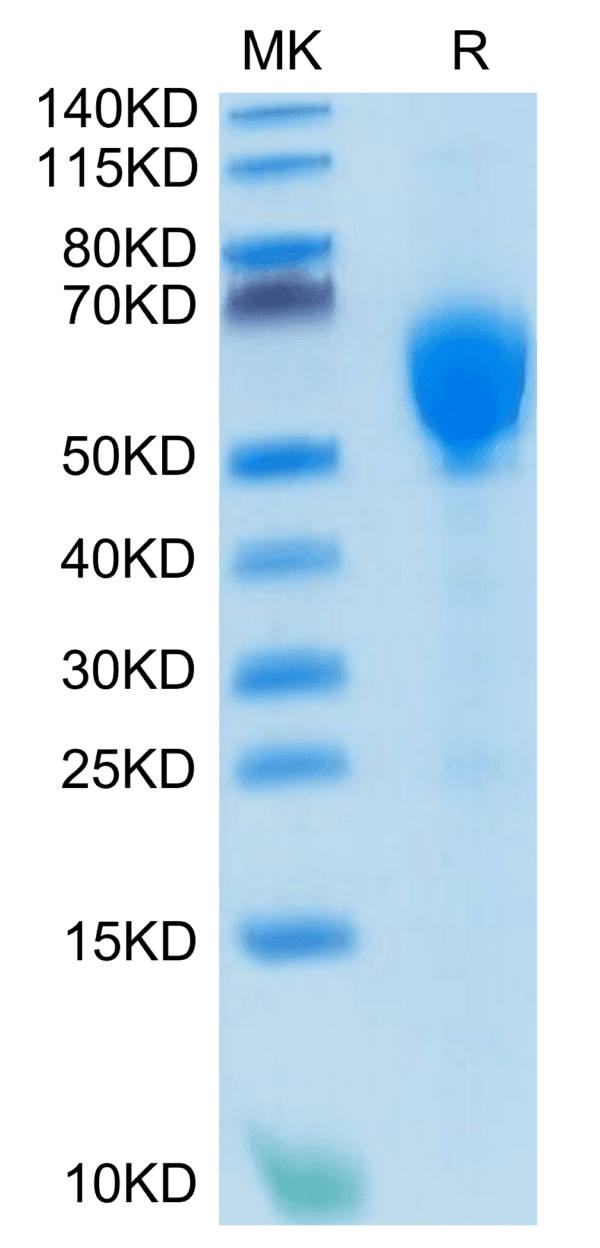 SDS-PAGE gel of Human GITR Ligand/TNFSF18 Trimer Protein 4709