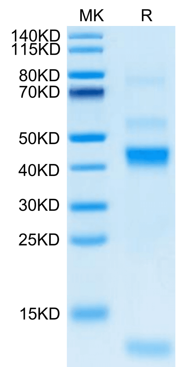 SDS-PAGE gel of Rhesus macaque Latent TGF beta 1/TGFB1 Protein 4714