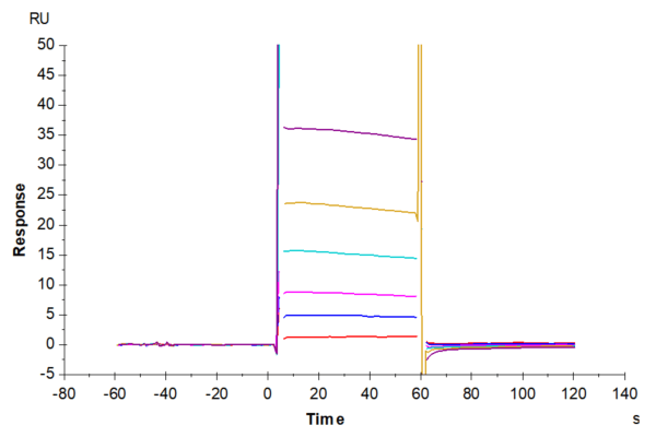 SPR with Biotinylated Human Fc gamma RIIA/CD32a (R167) Protein 4724