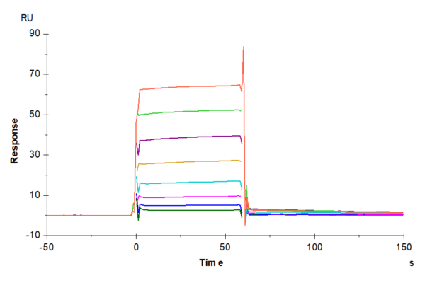 SPR with Biotinylated Human Fc gamma RIIA/CD32a (R167) Protein 4724