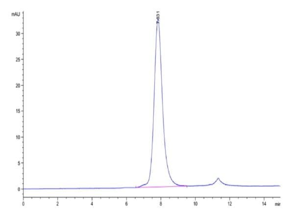 HPLC of Biotinylated Human Fc gamma RIIA/CD32a (R167) Protein 4724