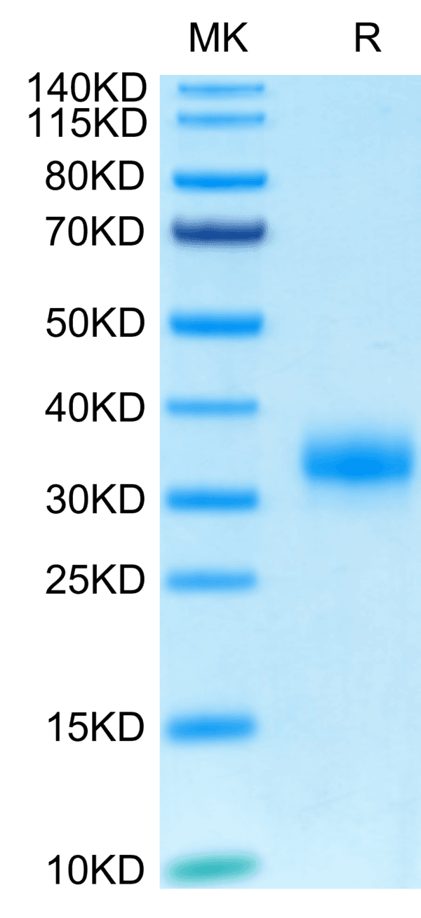 SDS-PAGE gel of Biotinylated Human Fc gamma RIIA/CD32a (R167) Protein 4724