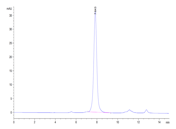 HPLC of Biotinylated Human CD3E&CD3D/CD3 epsilon&CD3 delta Protein 4728