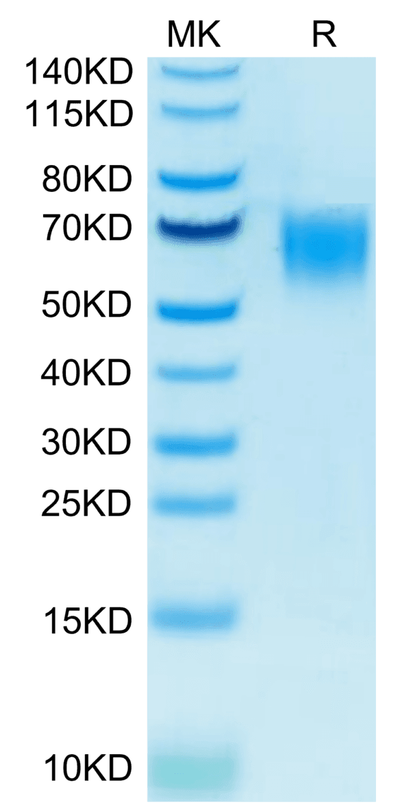 SDS-PAGE gel of Biotinylated Human CD200 R1/CRTR2 Protein 4736