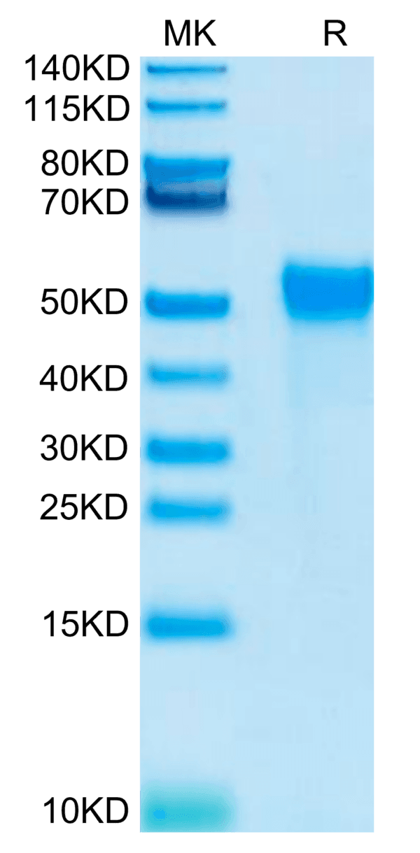 SDS-PAGE gel of Biotinylated Human KIR2DL2 Protein 4741