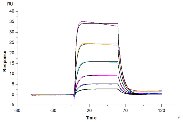 SPR with Biotinylated Human IL-2 R beta/CD122 Protein 4743