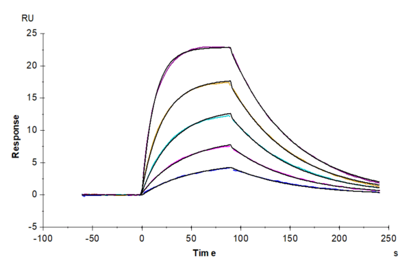 SPR with Biotinylated Human IL-2 R beta/CD122 Protein 4743