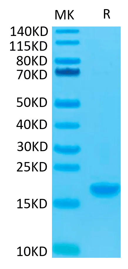 SDS-PAGE gel of Human IL-7 Protein 4751