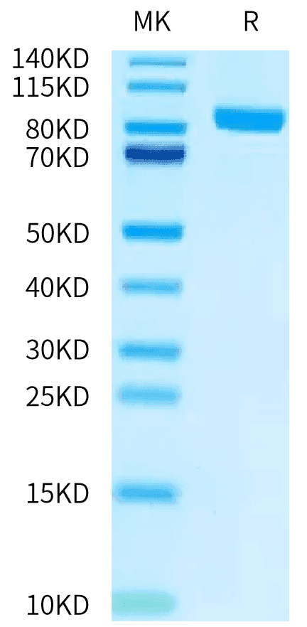 SDS-PAGE gel of Biotinylated Human FAP Protein