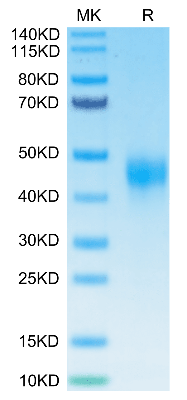 SDS-PAGE gel of Biotinylated Human TFPI Protein 4778