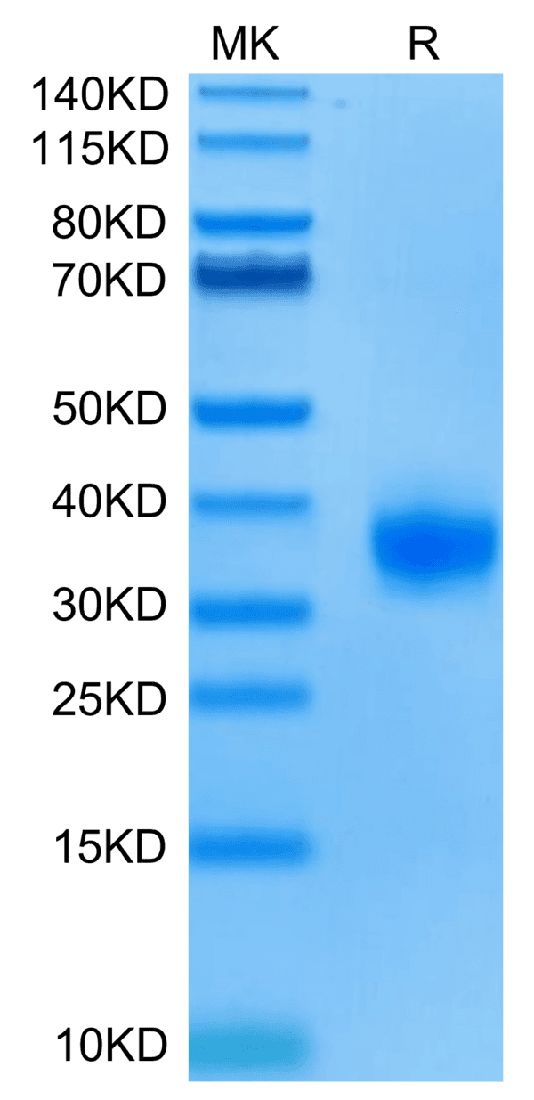 SDS-PAGE gel of Biotinylated Human ULBP-2 Protein 4780