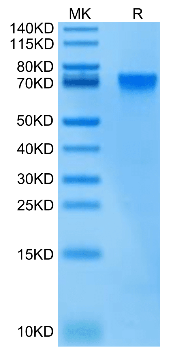 SDS-PAGE gel of Biotinylated Human LILRB2/CD85d/ILT4 Protein 4781