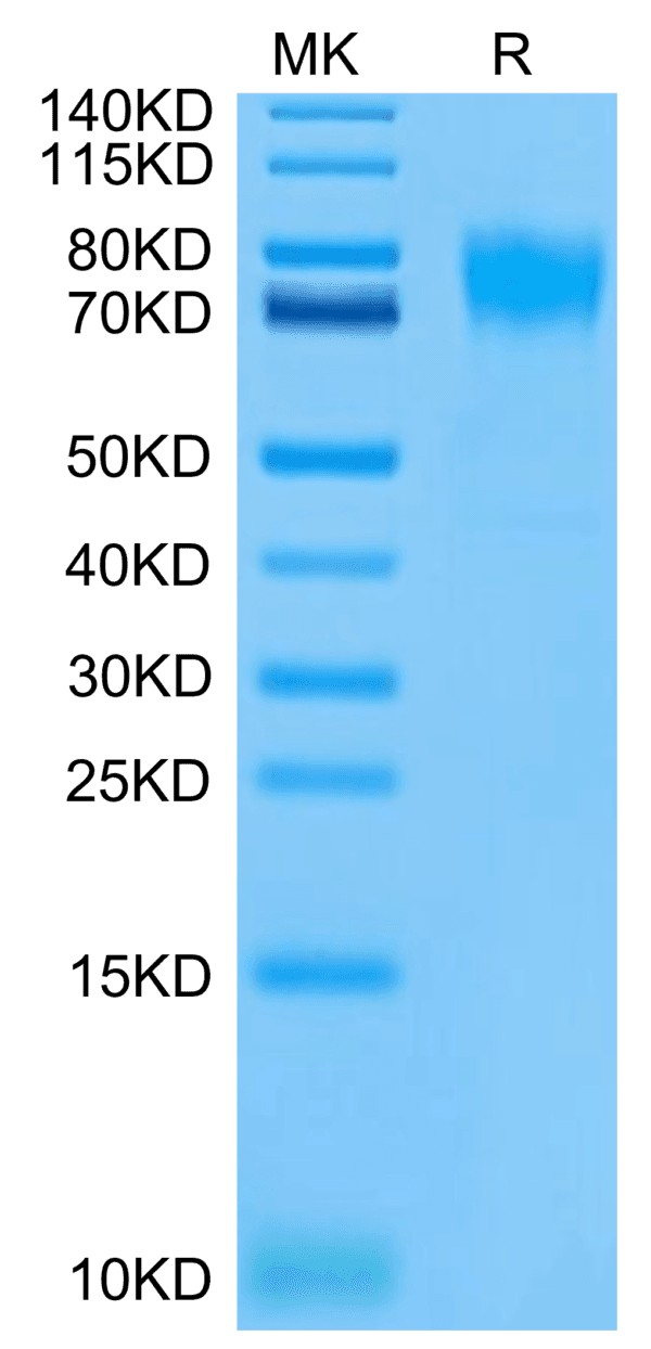 SDS-PAGE gel of Biotinylated Human FGFR2 alpha (IIIb) Protein 4783