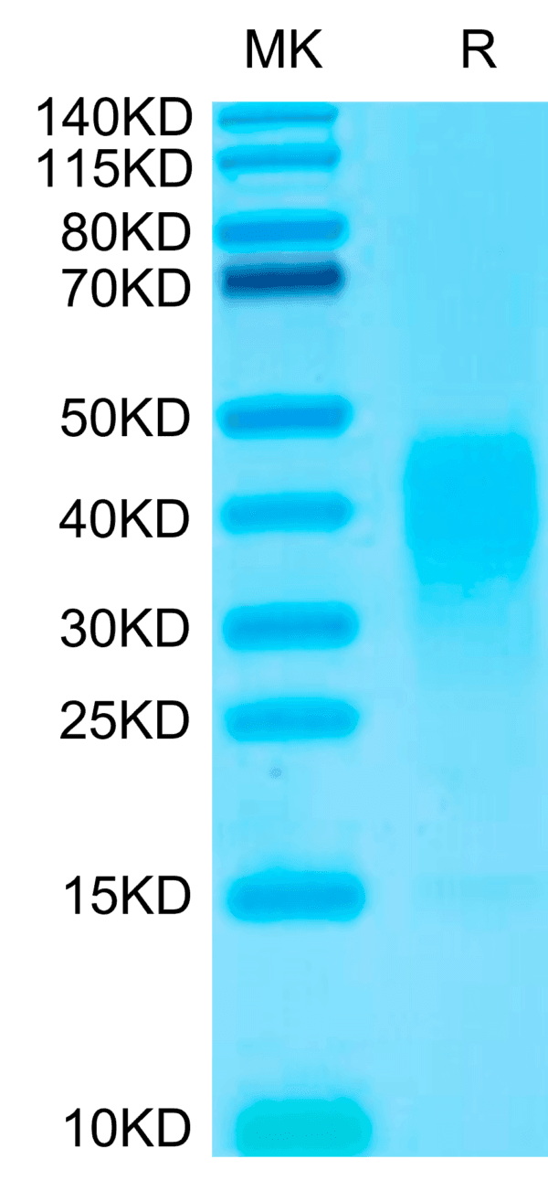 SDS-PAGE gel of Biotinylated Human IL-13 Protein 4786