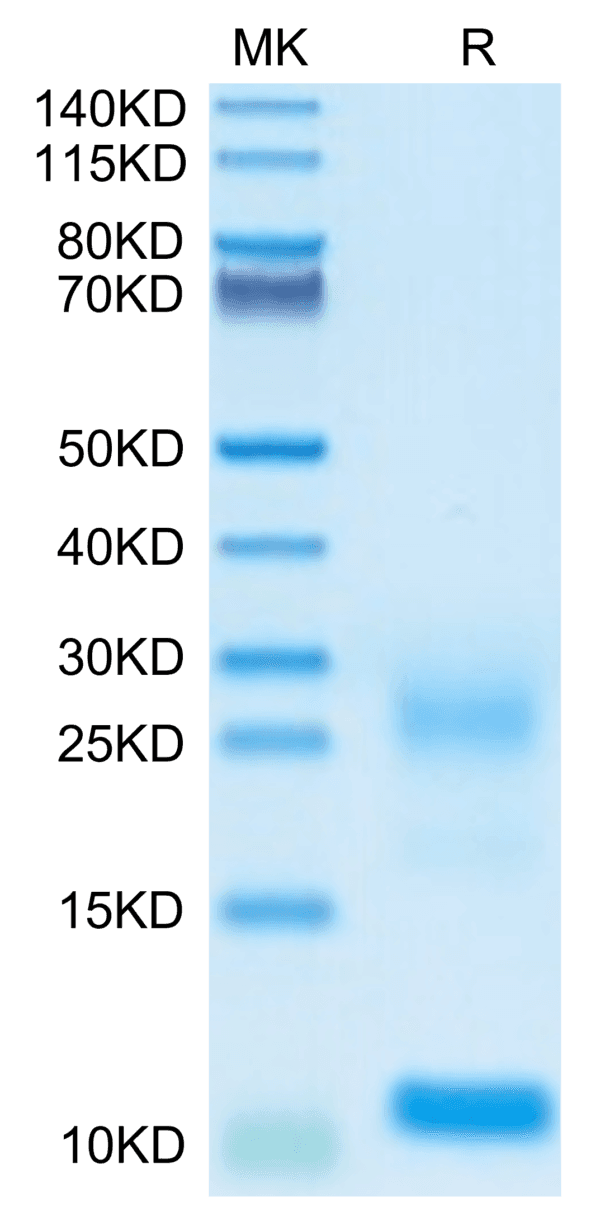 SDS-PAGE gel of Biotinylated Human TSLP Protein 4791