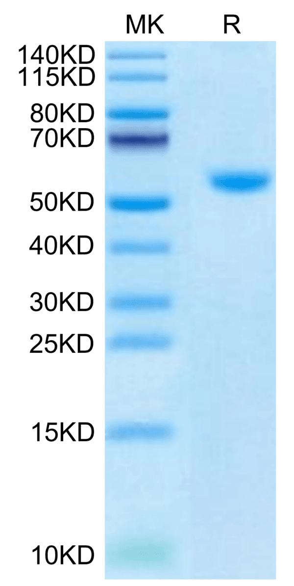 SDS-PAGE gel of Biotinylated Human CD40 Ligand/TNFSF5 Trimer Protein (P 4795