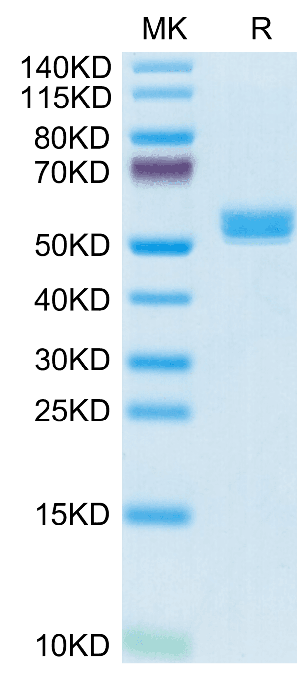 SDS-PAGE gel of Biotinylated Cynomolgus BAFF/TNFSF13B/CD257 Trimer Prot 4799