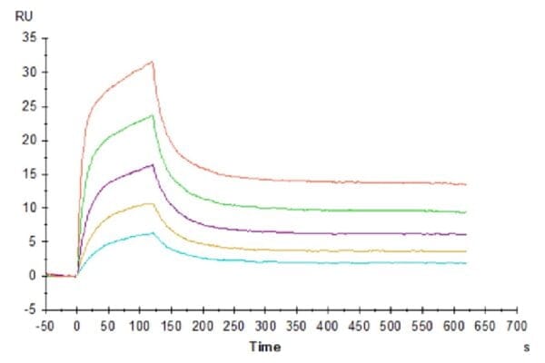 SPR with Human CD3E&CD3D/CD3 epsilon&CD3 delta Protein 4804