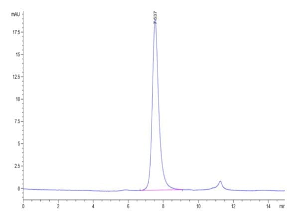 HPLC of Cynomolgus CD40/TNFRSF5 Protein 4809