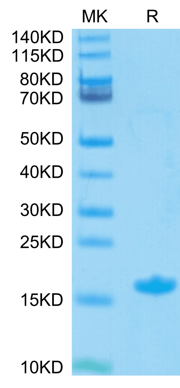 SDS-PAGE gel of Biotinylated Human Nectin-4 Protein IgV Domain 4810