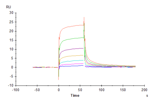 SPR with Biotinylated Human Fc gamma RIIIA/CD16a (V176) Protein 4820