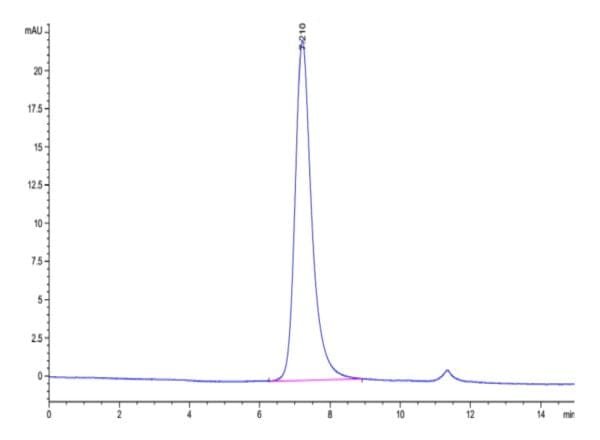 HPLC of Biotinylated Human Fc gamma RIIIA/CD16a (V176) Protein 4820