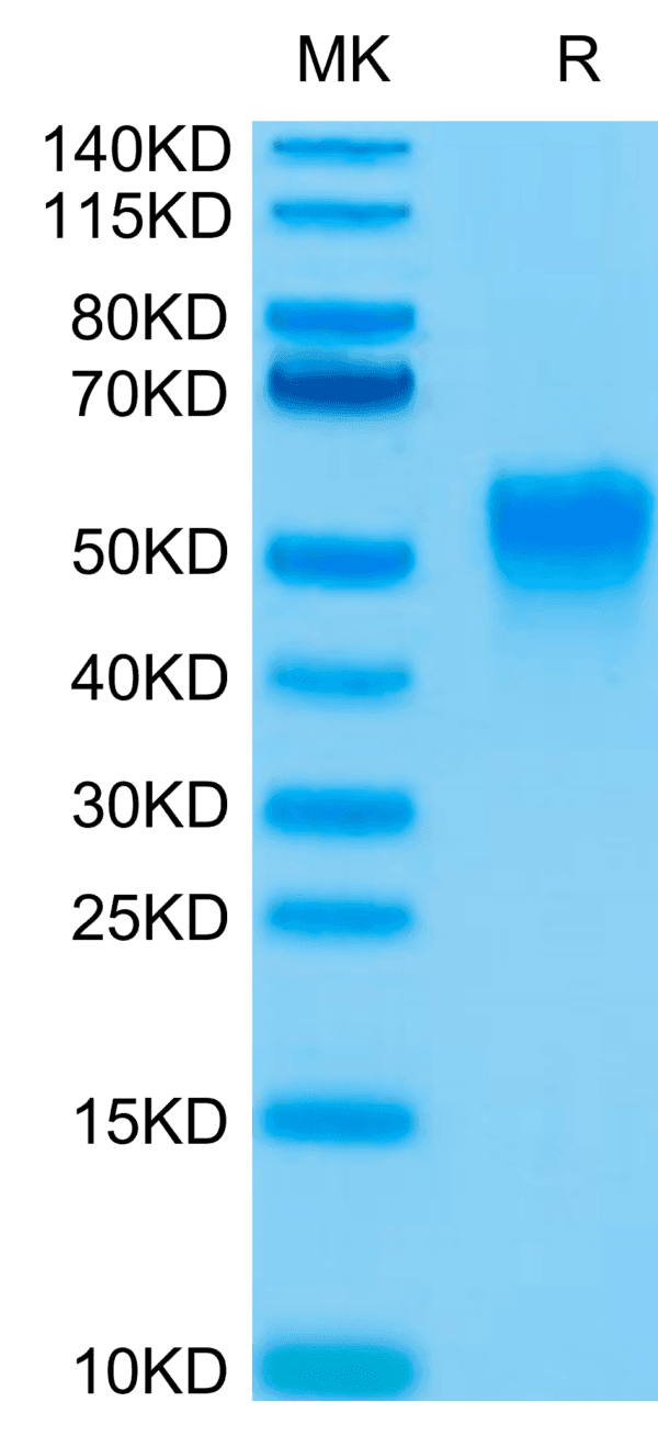 SDS-PAGE gel of Biotinylated Human Fc gamma RIIIA/CD16a (V176) Protein 4820