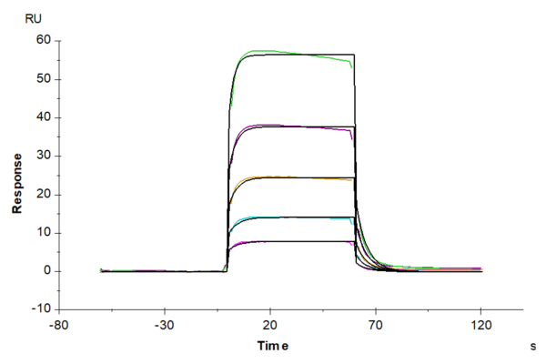 SPR with Biotinylated Human Fc gamma RIIIB/CD16b (NA2) Protein 4821