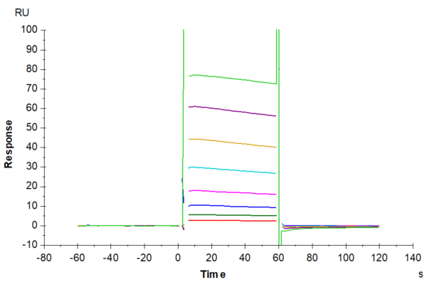 SPR with Biotinylated Human Fc gamma RIIA/CD32a (H167) Protein 4824