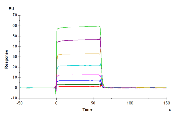 SPR with Biotinylated Human Fc gamma RIIA/CD32a (H167) Protein 4824