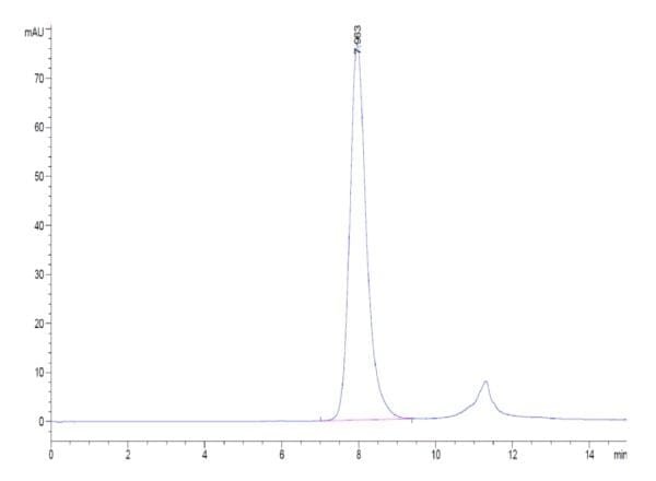 HPLC of Biotinylated Human Fc gamma RIIA/CD32a (H167) Protein 4824