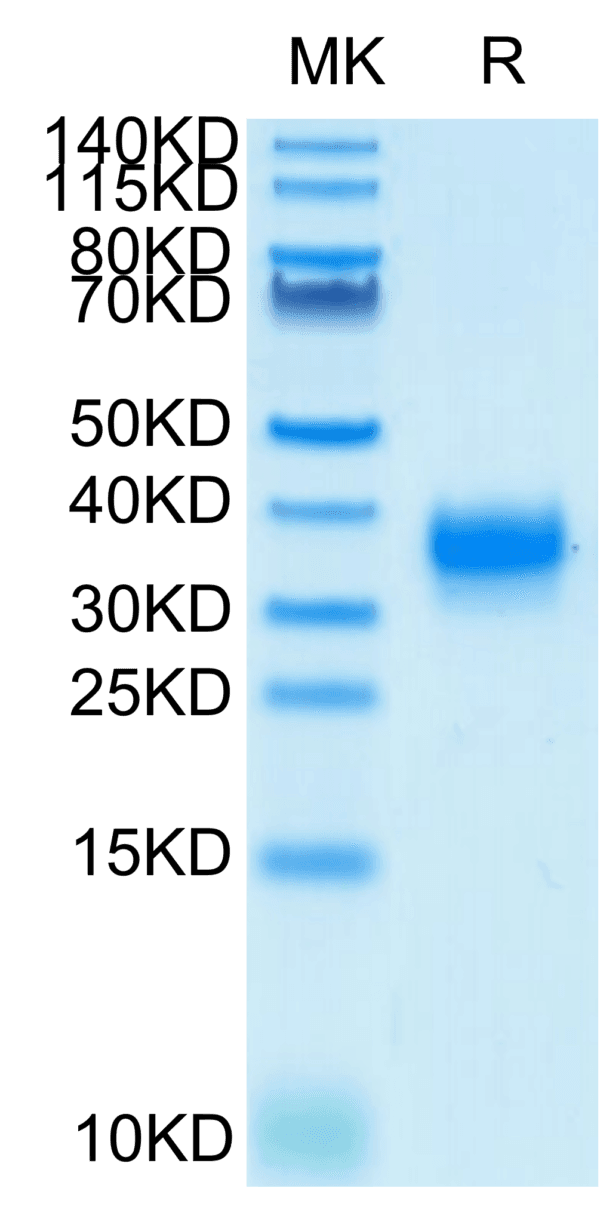 SDS-PAGE gel of Biotinylated Human Fc gamma RIIA/CD32a (H167) Protein 4824