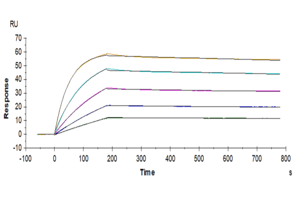 SPR with Human TRAIL R4/TNFRSF10D Protein 4828