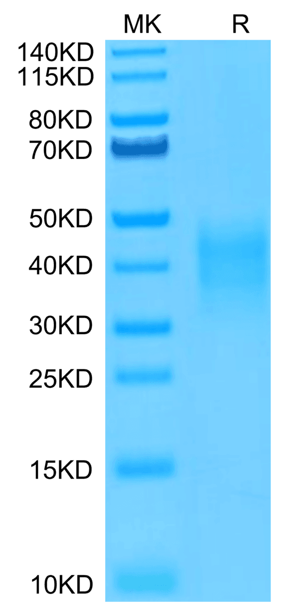 SDS-PAGE gel of Human TRAIL R4/TNFRSF10D Protein 4828