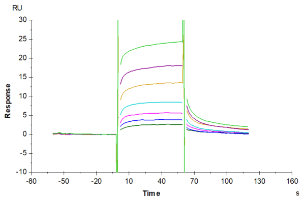 SPR with Biotinylated Cynomolgus/Rhesus macaque FcRn Protein 4832