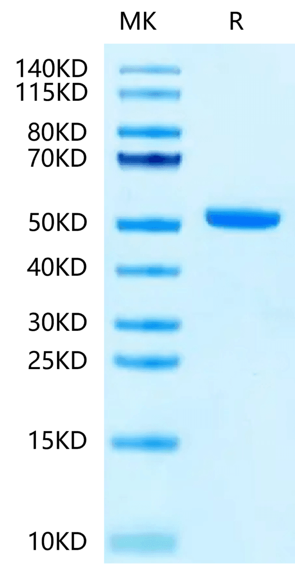 SDS-PAGE gel of Biotinylated Cynomolgus/Rhesus macaque FcRn Protein 4832