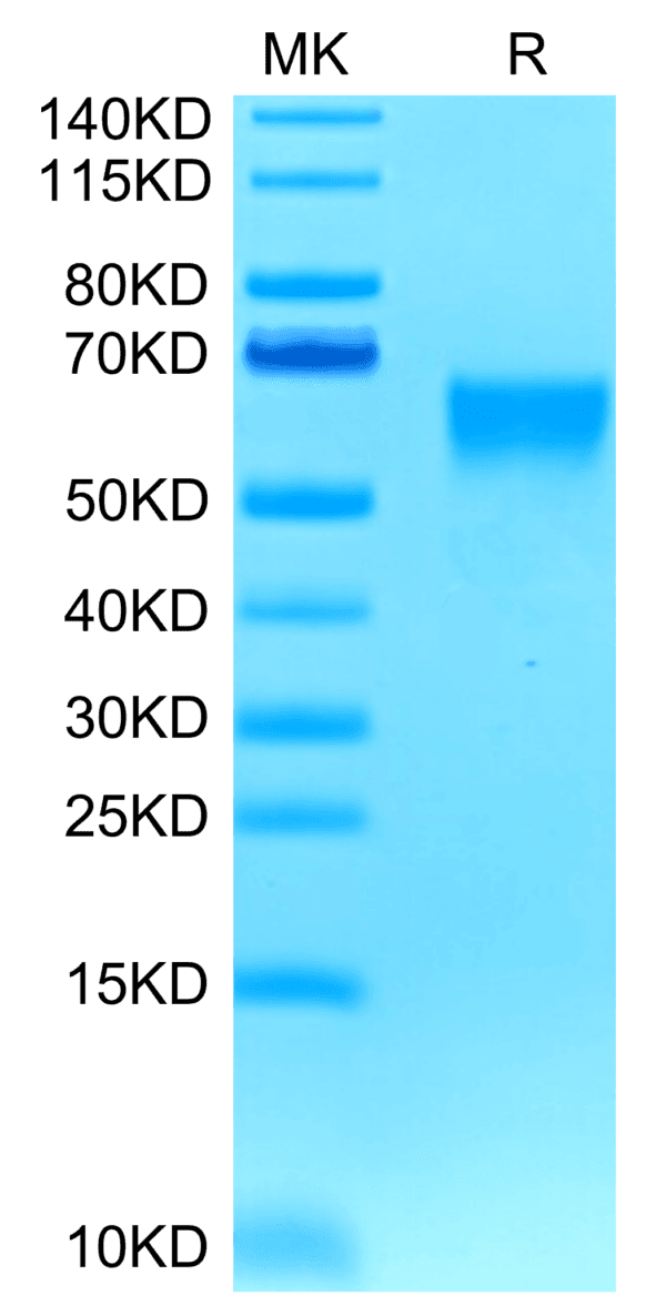 SDS-PAGE gel of Biotinylated Human B7-H4 Protein 4840