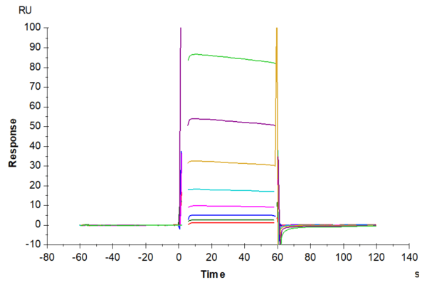 SPR with Biotinylated Human Fc gamma RIIB/CD32b Protein 4842