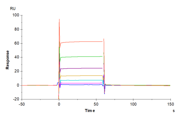 SPR with Biotinylated Human Fc gamma RIIB/CD32b Protein 4842