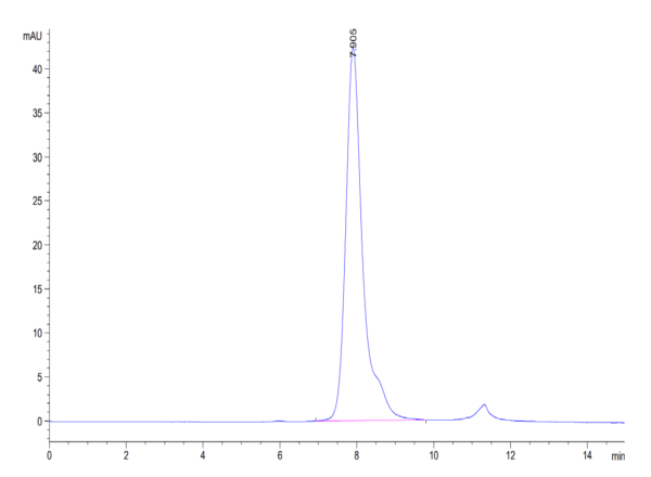 HPLC of Biotinylated Human Fc gamma RIIB/CD32b Protein 4842