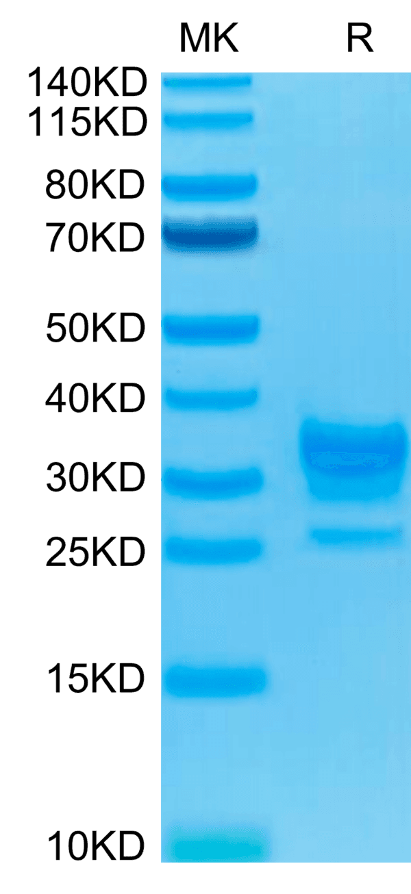 SDS-PAGE gel of Biotinylated Human Fc gamma RIIB/CD32b Protein 4842