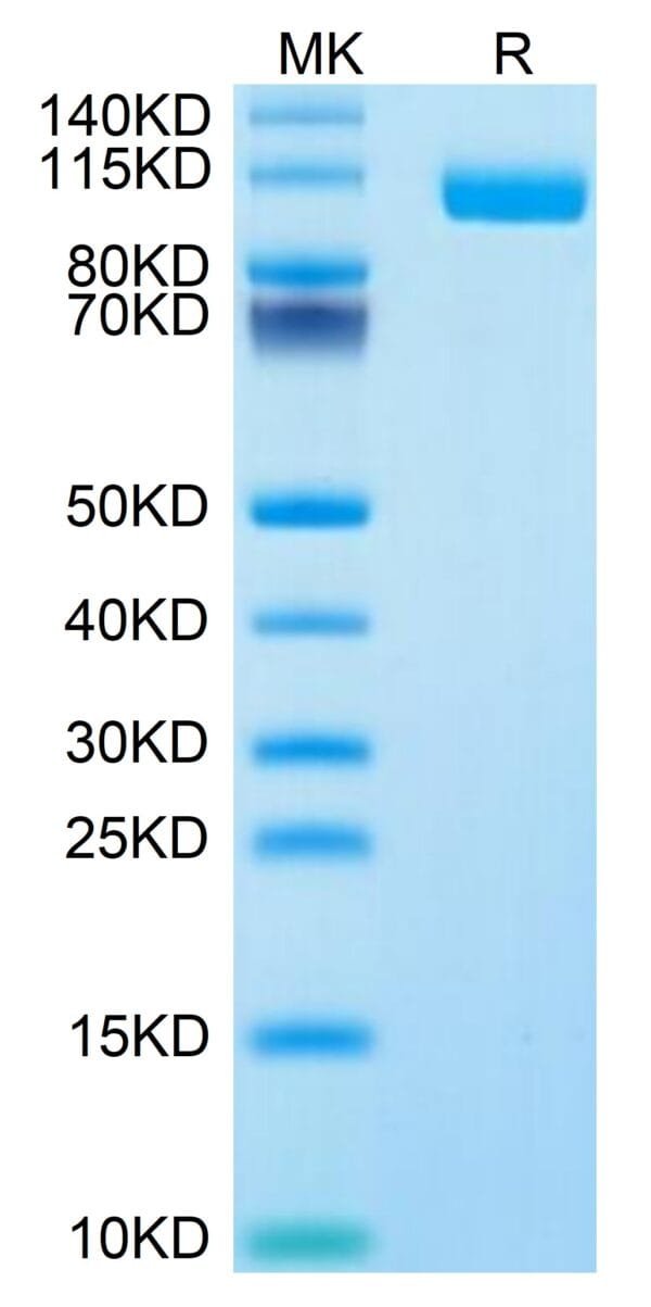 SDS-PAGE gel of Biotinylated Human Siglec-10 Protein 4848