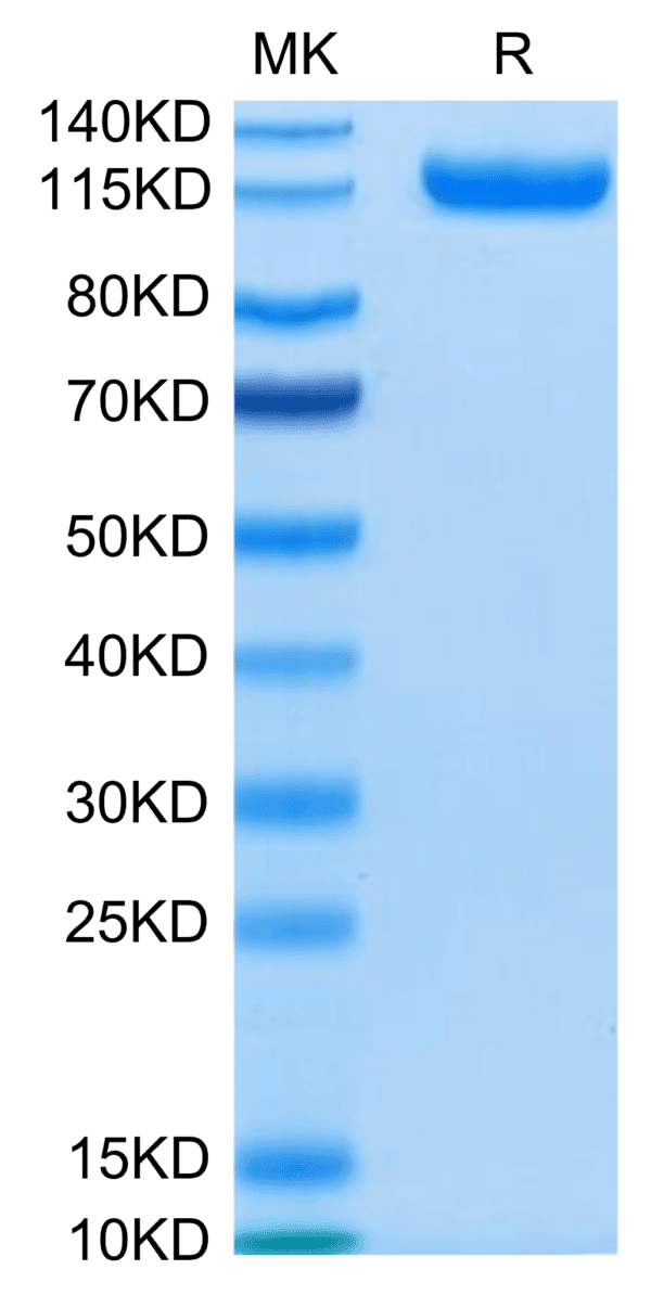 SDS-PAGE gel of Human CDCP1 Protein 4874