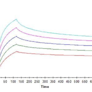 SPR with Human HLA-A*02:01&B2M&WT-1 (RMFPNAPYL) Tetramer Protein 4877