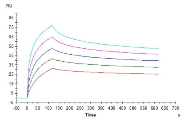 SPR with Human HLA-A*02:01&B2M&WT-1 (RMFPNAPYL) Tetramer Protein 4877