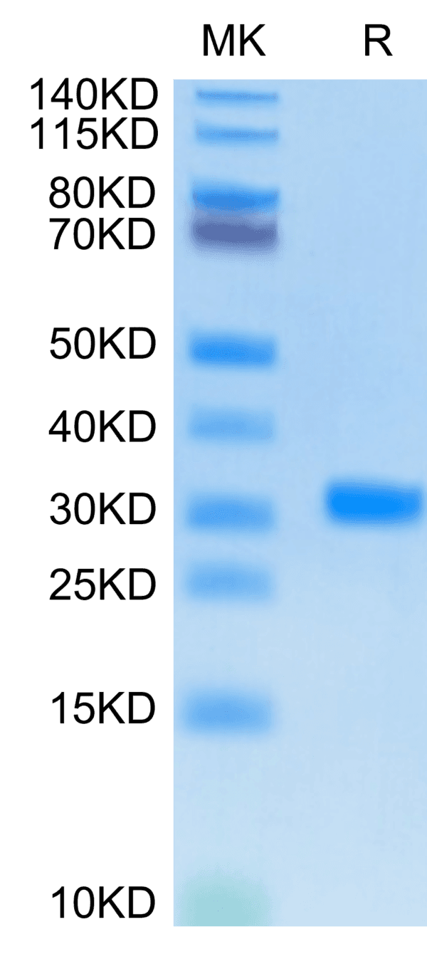 SDS-PAGE gel of SARS-CoV-2 3CLpro/3C-like Protease Protein 4880