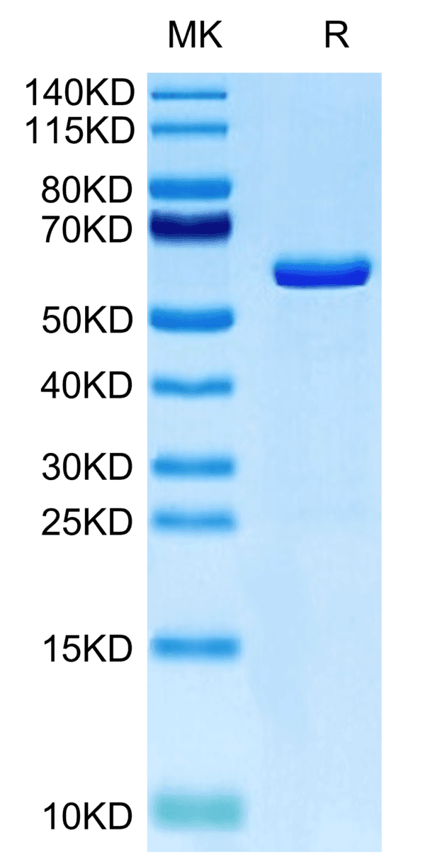SDS-PAGE gel of Human TRAIL Trimer Protein 4888